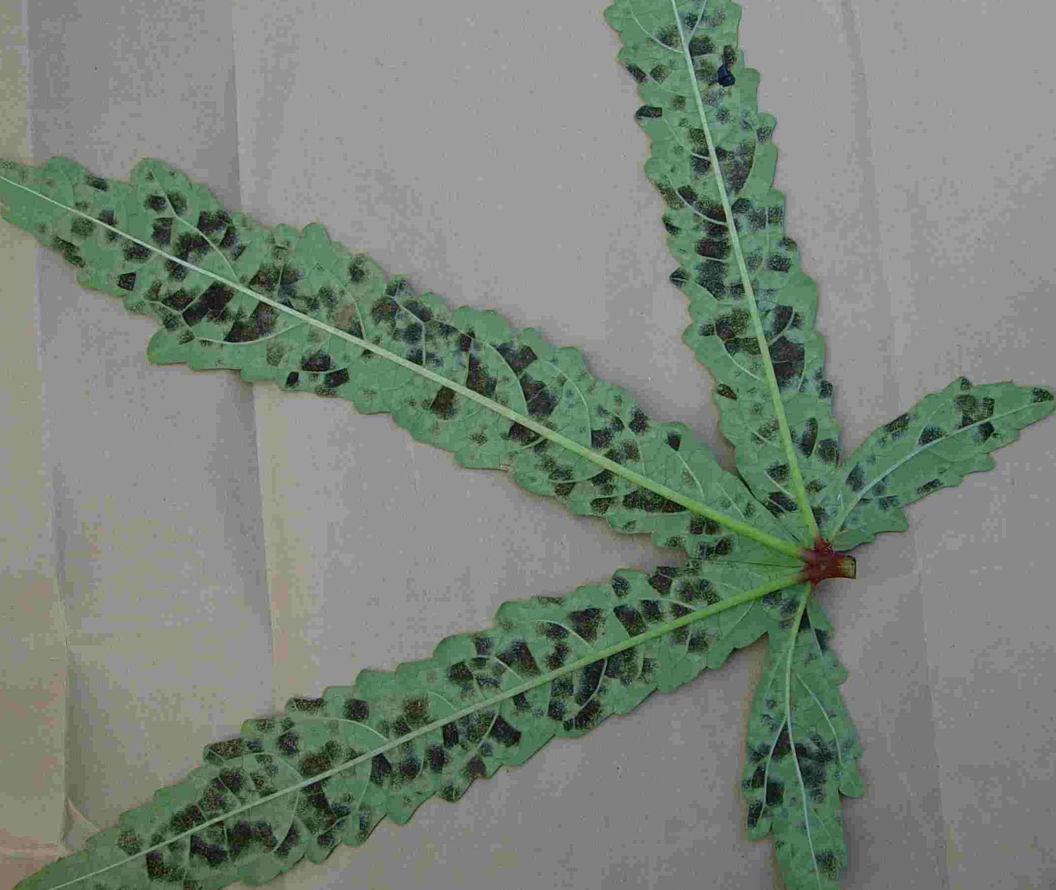 Okra Biovision Home.